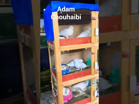 شوفو معيا الاخوان هاد الوفت صغير الهم بارك #طيور #الديحاني #العريفي #التغطيه #نفيسه #السعوديه