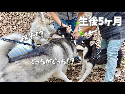 【双子】オゥスキーのドッグランデビューに遭遇し先輩風吹かせるハスキー兄弟ww 【シベリアンハスキー】