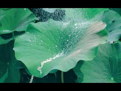 Self-Cleaning Materials: Lotus Leaf-Inspired Nanotechnology