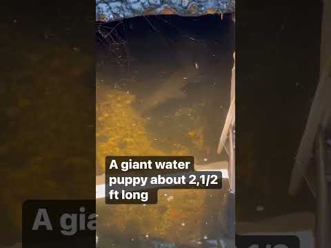 My water puppy enjoying the nice weather need to o My water puppy enjoying the nice weather 2 ,1/2ft Florida gar in my personal 2000 gallon pond 

hope