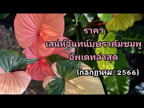 ราคาเสน่ห์จันทน์บุษราคัมชมพูอั