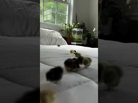 Cute baby Quail 💗😍 #viralvideo #cute #cuteanimal #animallife #fyp #quail #quailfarming #japanese #yt