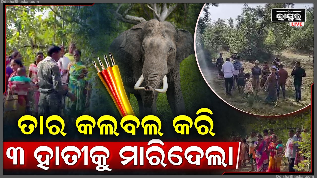 ଜଙ୍ଗଲକୁ ଆସିଥିଲେ ଖାଦ୍ୟ ସଂଗ୍ରହ ବେଳେ ଅଘଟଣ... ବିଦ୍ୟୁତ୍ ତାର ନେଇଗଲା ୩ ହାତୀର ଜୀବନ...
