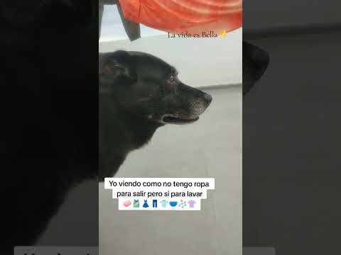 Toca lavar ropa🙄😅, que vida más perra llevo🐾✨#animalshorts #perros #memesviral #ropa #lavar #tareas