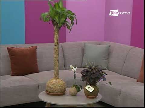 Decoración con plantas para interiores con la técnica kokedama