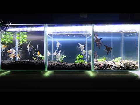 bioAquatiX Live Stream 