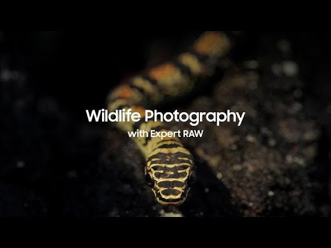 Galaxy S22: Wildlife Photography with Expert RAW | Samsung