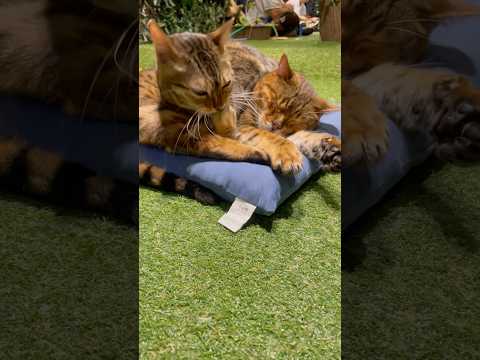 ラブラブな2人【#京都ひょう猫の森 】