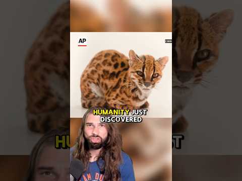 <strong>New</strong> cat just dropped!! #cat #animal #science #education #<strong>cute</strong> #kitten