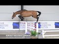 Cheval de CSO Zeer talentvolle springpaarden met geweldige pedigrees!