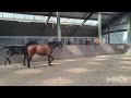 Dressage horse Incognito × Johnson (Elite,sport, (PSG))