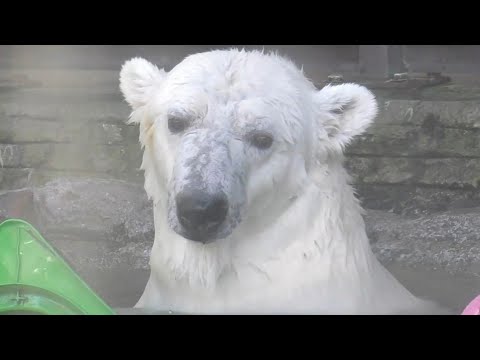 しろくまピース♡コーン2個入りプール遊び♩とべ動物園にて