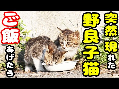 灼熱の日に突然現れた野良猫 子猫にご飯をあげたら・・・ たくさんのさくらねこと野良猫へエサやり