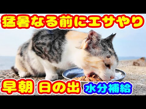 猛暑になる前に日の出とともに猫にご飯をあげると・・・ さくらねこへのエサやり チャトランの母 感動猫動画 癒され野良猫動画