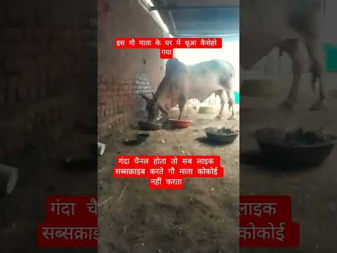 इस गौ माता के घर में धूआ कैसेहो गया#100millon #cow #motivation #13million #gaumata #farming