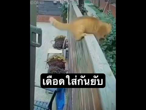 ไ่ม่มีใครห้ามใส่กันยับ