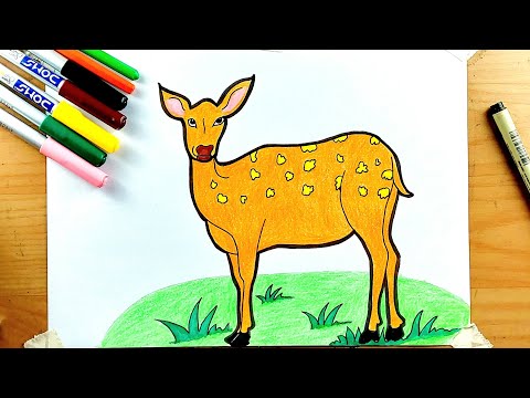 Deer Drawing and Coloring || Deer Drawing 🦌 😍