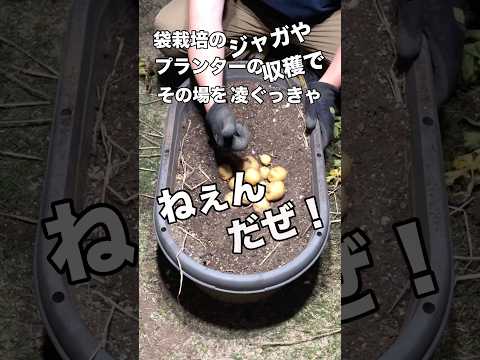【ジャガイモ】の動畫と思うでしょ?實は違うんだなぁコレが🤣👍 #ジャガイモ #プランター栽培 #家庭菜園