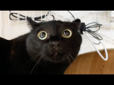 我が家に新たな人が、やってきた！！