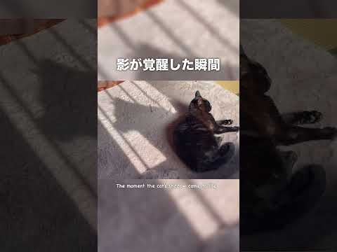 犬の動画サムネイル - 偶然撮れた奇跡的映像　SHADOW BEAST