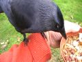 MrRobinlong