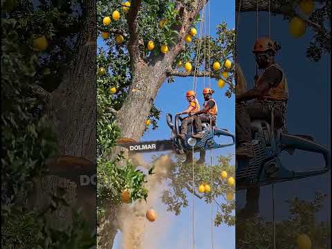 Two Arborists Ride a GIANT DOLMAR Chainsaw Through a <strong>Lemon</strong> <strong>Tree</strong> 😳🍋 #shorts