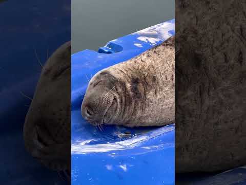 Sleepy Seal #seal #lifeisbutadream
