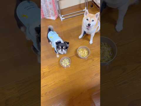 柴犬とチワワが語るお泊まりデーの思い出【かわいい動画特集】 サムネイル