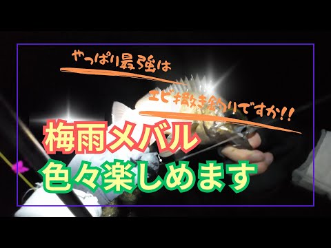 【梅雨メバル】やはりエビ撒き釣りが最強か・・・