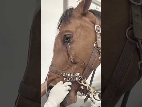 घोड़ा आखिर क्यों रो रहा था? सच जानकर चौंक जाओगे 😢🐴#shorts #yt #youtubeshorts #viralshorts #viral