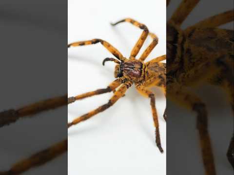 Cameroon Crab Spider Fabienk #spider #animals #nature #pets #cameroon