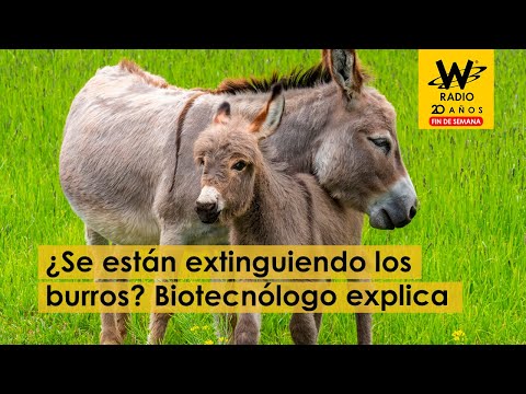 ¿Se están extinguiendo los burros? Biotecnólogo explica