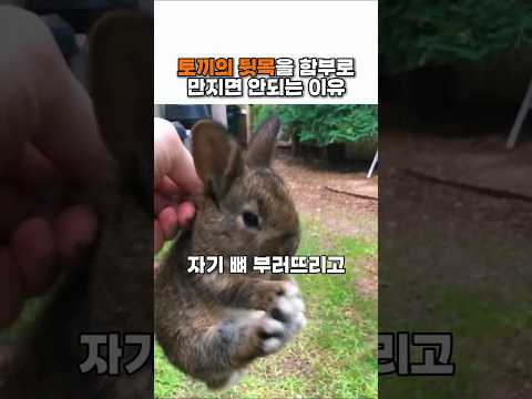 <strong>토끼의</strong> 뒷목을 함부로만지면 안되는 이유