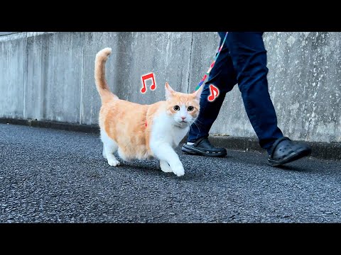 猫の動画サムネイル - 【上機嫌】新しい散歩コースを発見してウキウキになってしまう猫が可愛すぎましたwwww
