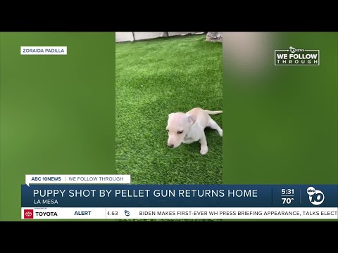 Puppy shot with pellet gun in La Mesa returns home