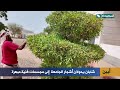 إبداع يمني يبهر الجميع.. أشجار جامعة أبين تتحول إلى تحف فنية