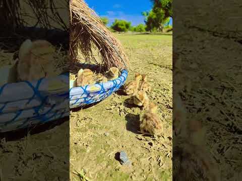 teetar family 🥰#viral #foryou