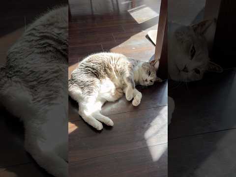 ぽかぽかなモアクリ♨️ #モアクリ