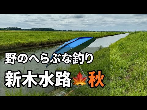 【癒し／自然音】50代からの心休まる釣り時間｜千葉・新木水路で秋のへらぶな釣り