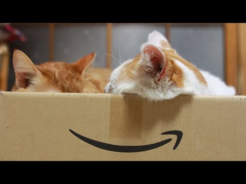 猫の動画サムネイル - うずまきLIVE配信？　放置？　朝まで？　2025年05月04日
