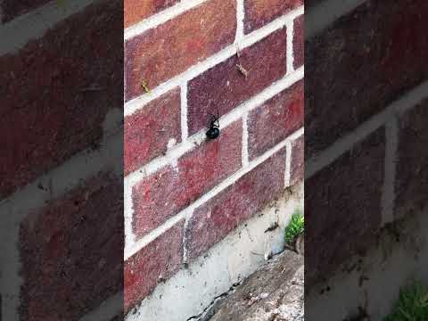 #infested #blackwidow #deadlypoison #colorado #denver