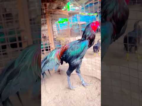 #aseellovers#subscribe  #seval#subscribemychannel#yt#pets#pollachi#tamil#murugan