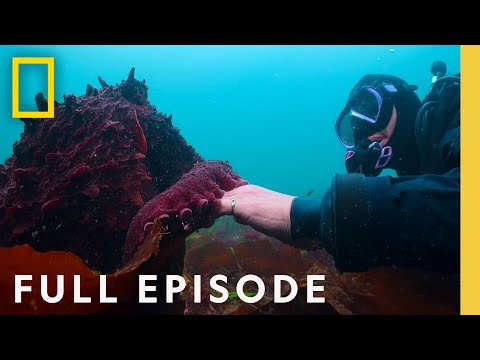 Masterminds: Secrets of the Octopus (Full Episode) | National Geographic