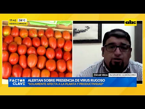 Productores de tomate, preocupados: alertan sobre posible presencia de virus rugoso