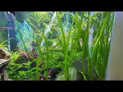 Outdoorsman Aquatics Live Stream 