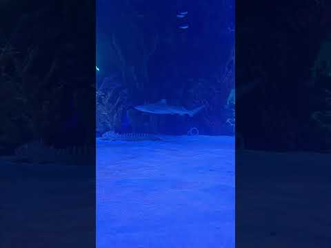 🦈  #blacktipreefsharks #zebrashark #legaseaaqua Have you subscribed? Linktree_ https_//linktr.ee/brianbarczyk

Become A YouTube Member & Get Your Cu