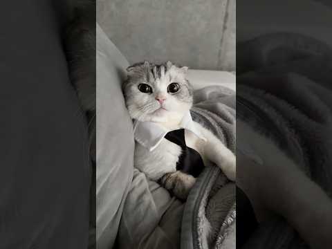 猫の動画サムネイル - 😼#cat #猫