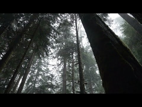 Au Canada, une bataille pour préserver des forêts millénaires • FRANCE 24