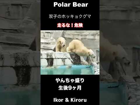 【やんちゃな双子】追いかけっこに夢中すぎて・・#ホッキョクグマ #polarbear #shorts