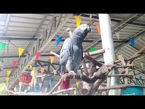 parrotsมาเฟียพูดมาก